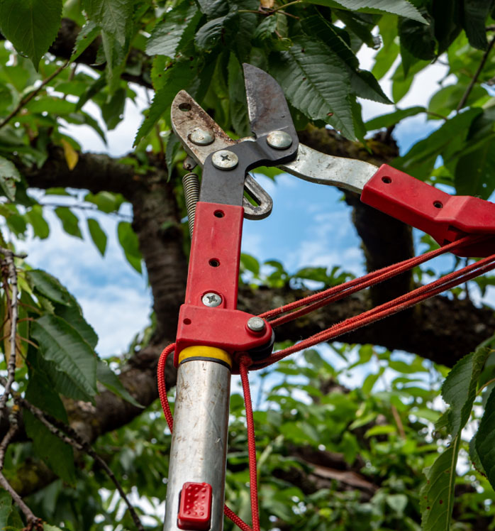 Specialized tree pruning service
